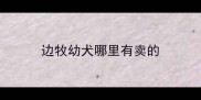 边牧幼犬哪里有卖的