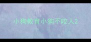 小狗教育小狗不咬人