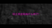 哈士奇皮肤病什么样子