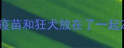 疫苗和狂犬放在了一起