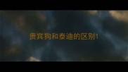 贵宾狗和泰迪的区别