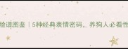 哈士奇脸谱图鉴5种经典表情密码养狗人必看性格指南