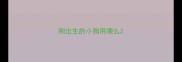 刚出生的小狗用喂么