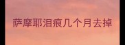 萨摩耶泪痕几个月去掉