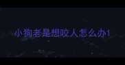 小狗老是想咬人怎么办