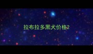 拉布拉多黑犬价格