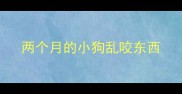 两个月的小狗乱咬东西