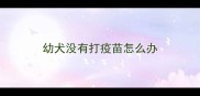 幼犬没有打疫苗怎么办