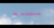 狗打了狂犬疫苗的作用