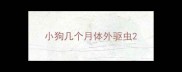 小狗几个月体外驱虫