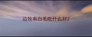 边牧有白毛吃什么好