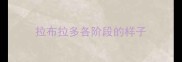 拉布拉多各阶段的样子