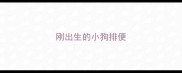 刚出生的小狗排便
