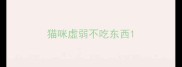 猫咪虚弱不吃东西