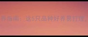 新手必看最新宠物兔饲养指南这5只品种好养易打理附养护技巧和避坑清单