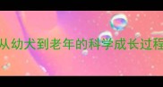 拉布拉多全生命周期饲养指南从幼犬到老年的科学成长过程附12-24月关键期管理方案