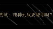 拉布拉多混血智商测试纯种到底更聪明吗养混血犬必看指南