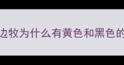 边牧为什么有黄色和黑色的