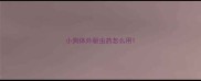 小狗体外驱虫药怎么用