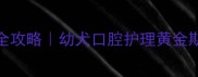 3月龄起狗狗刷牙全攻略幼犬口腔护理黄金期这样养出健康小钢牙