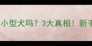 拉布拉多犬是小型犬吗3大真相新手养狗必看指南