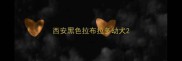 西安黑色拉布拉多幼犬
