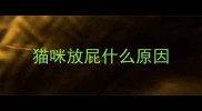 猫咪放屁什么原因