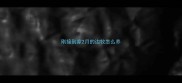 刚接到家2月的边牧怎么养