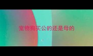 宠物狗买公的还是母的