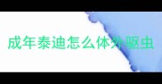 成年泰迪怎么体外驱虫