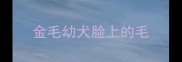金毛幼犬脸上的毛