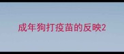 成年狗打疫苗的反映