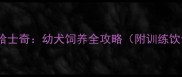 90天科学养出健康哈士奇幼犬饲养全攻略附训练饮食疾病预防指南