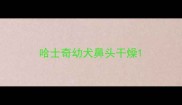哈士奇幼犬鼻头干燥