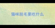 猫咪脱毛要吃什么