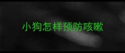 小狗怎样预防咳嗽
