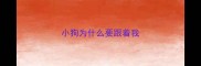 小狗为什么要跟着我
