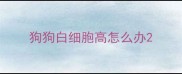 狗狗白细胞高怎么办