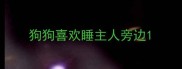 狗狗喜欢睡主人旁边