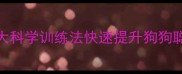 泰迪犬智商不在线5大科学训练法快速提升狗狗聪明度附训练视频
