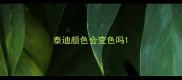 泰迪颜色会变色吗