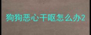狗狗恶心干呕怎么办