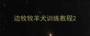 边牧牧羊犬训练教程