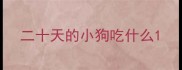 二十天的小狗吃什么
