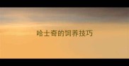 哈士奇的饲养技巧