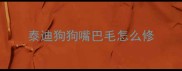 泰迪狗狗嘴巴毛怎么修