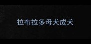 拉布拉多母犬成犬