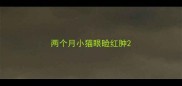 两个月小猫眼睑红肿