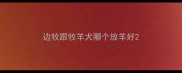 边牧跟牧羊犬哪个放羊好