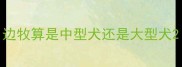 边牧算是中型犬还是大型犬